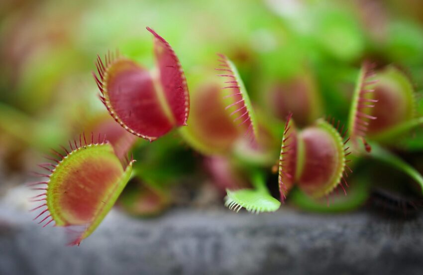 Planta Carnívora Dionaea Muscipula.