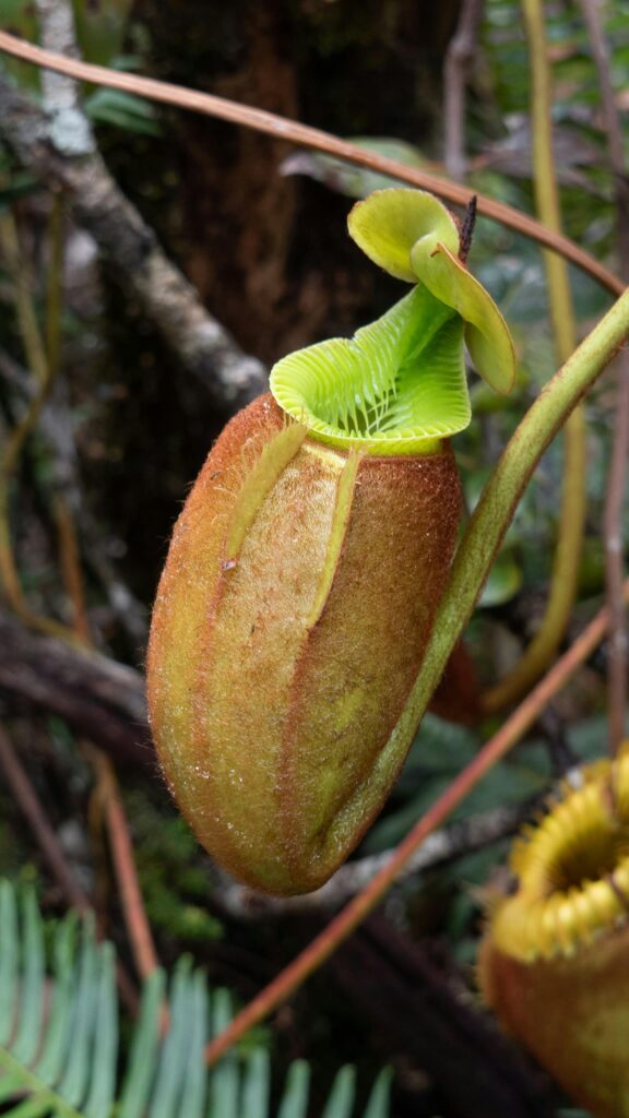 Planta Carnívora Nepenthes Rafflesiana.