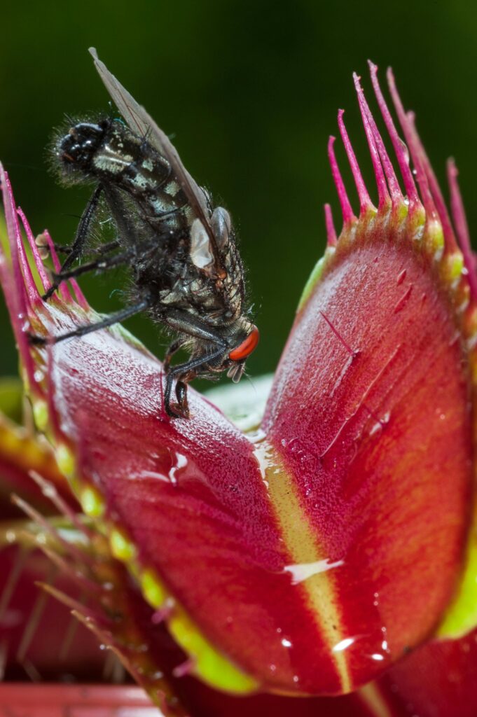 Venus Flytrap (Dionaea muscipula)