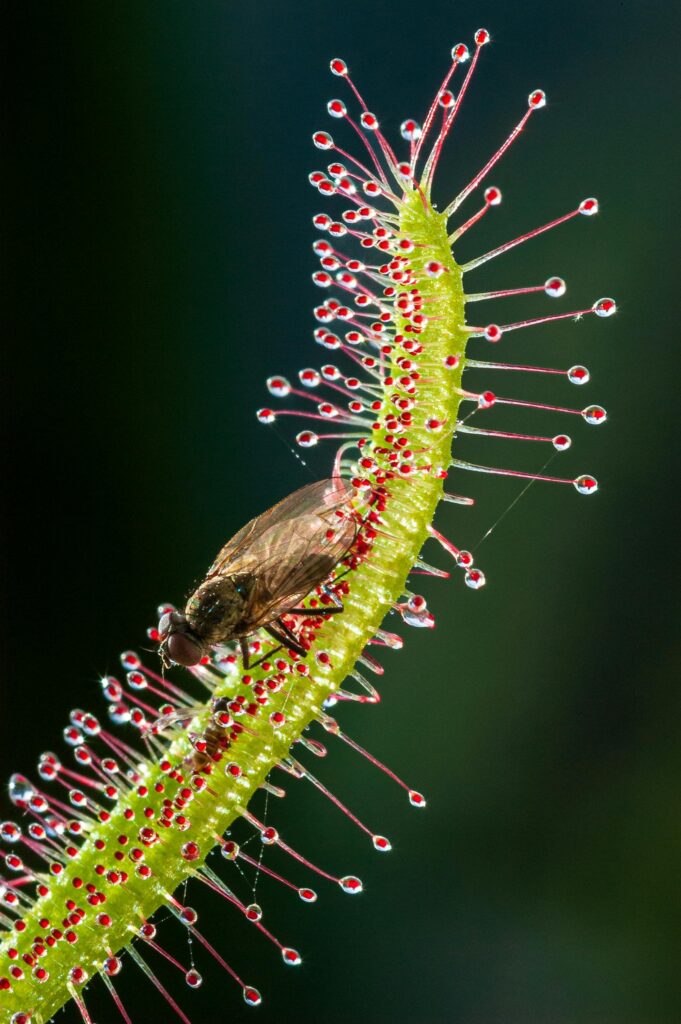 Drosera capensis