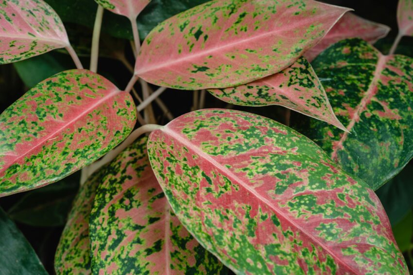 Aglaonema