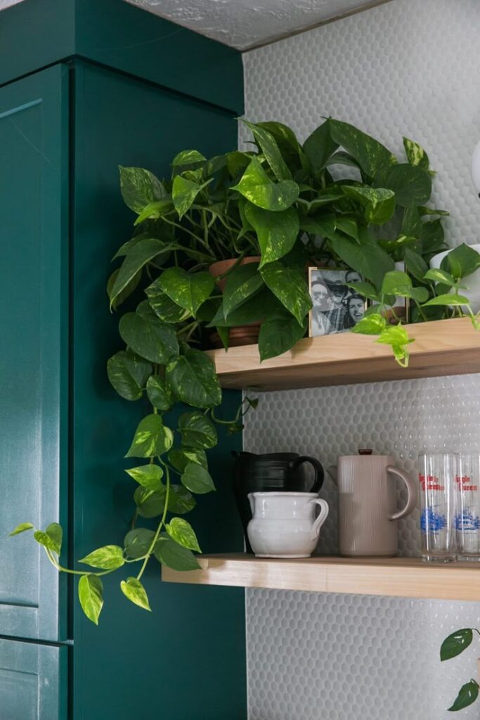 Plantas-de-interior-que-purificam-o-ar-e-que-suportam-pouca-luz. Jibóia.