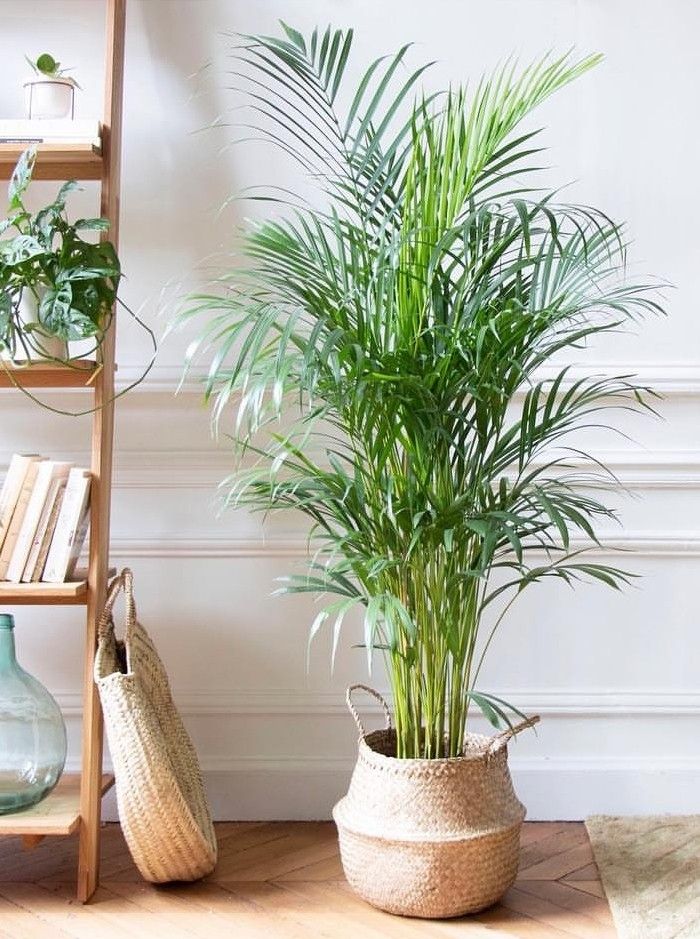 Plantas-de-interior-que-purificam-o-ar-e-que-suportam-pouca-luz. Palmeira Bambu.