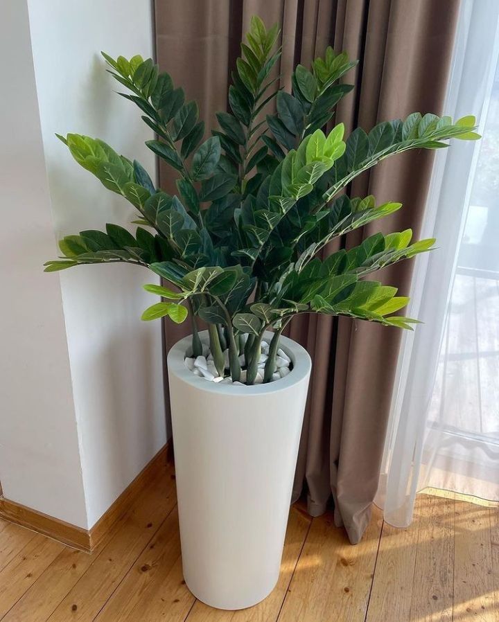 Plantas-de-interior-que-purificam-o-ar-e-que-suportam-pouca-luz. Zamioculca.