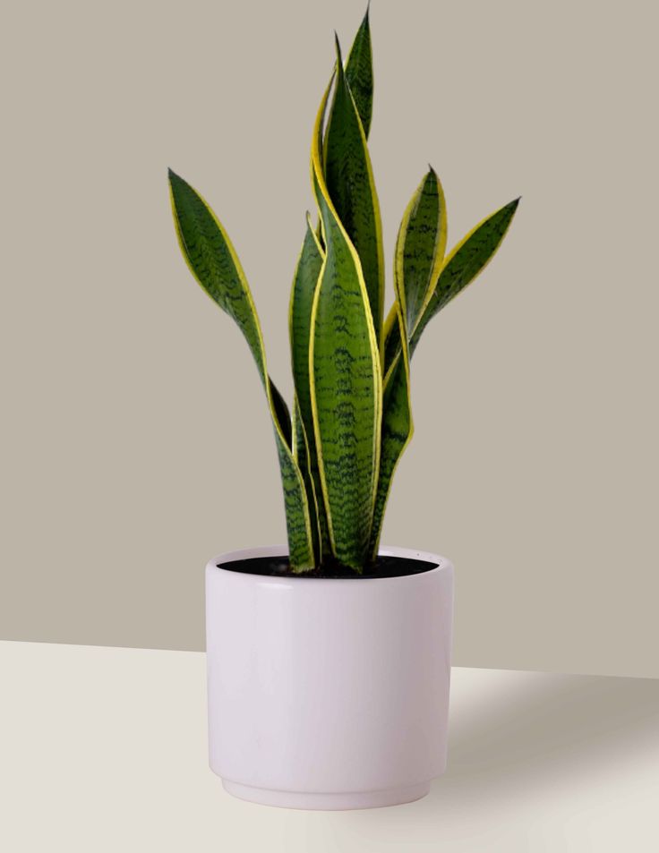 Plantas-de-interior-que-purificam-o-ar-esuportam-pouca-luz, Espada de Santa Barbara.