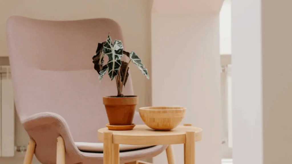 Planta Alocasia em cima de uma mesa de centro com uma bol de madeira al lado.