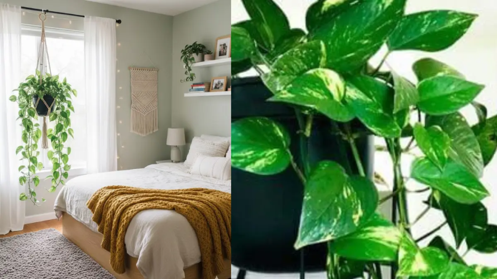 Close up de folhas de uma das melhores plantas para quarto.