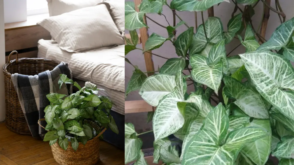 Close Up folha de Syngonium em um quarto.