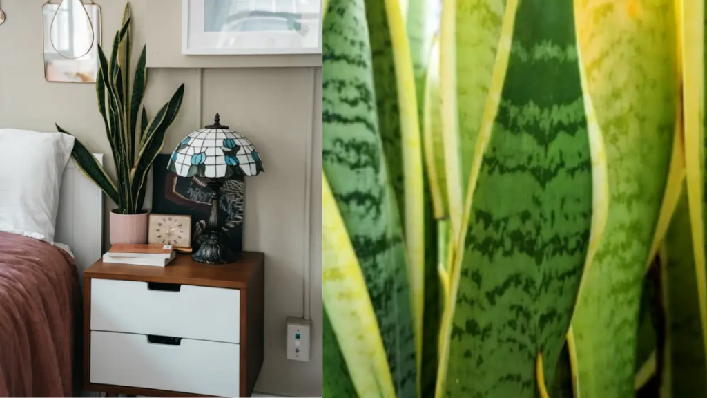 Melhores plantas para quarto Espada-de-Sao-Jorge em um quarto estilo retro.