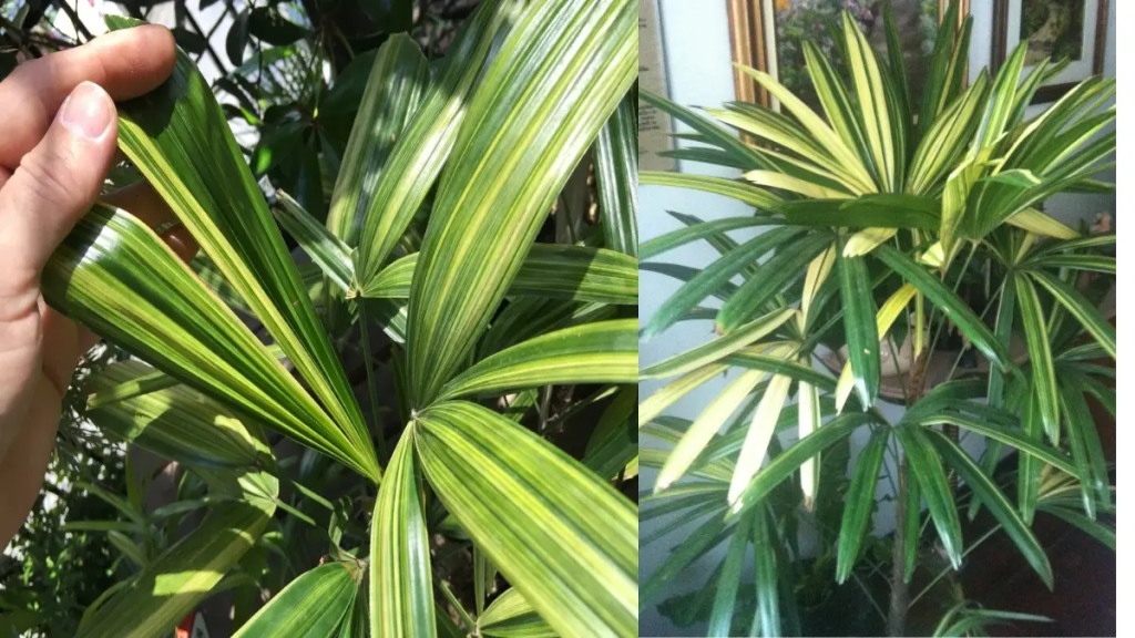 Planta Palmeira Ráfia variegata com folhas exuberantes.