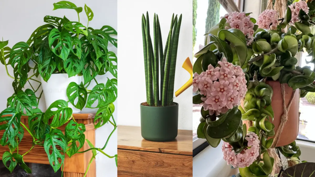 omposição de plantas de interior populares: Monstera Adansonii pendurada, Sansevieria Cylindrica vertical, Hoya Carnosa.