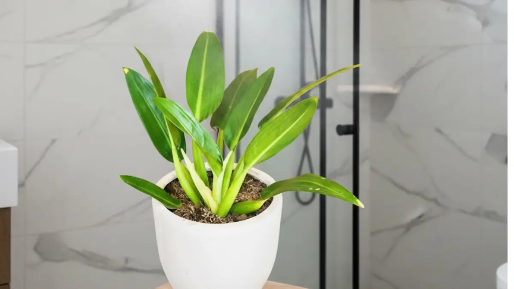 Planta Pacová em um banheiro moderno com revestimento de mármore.