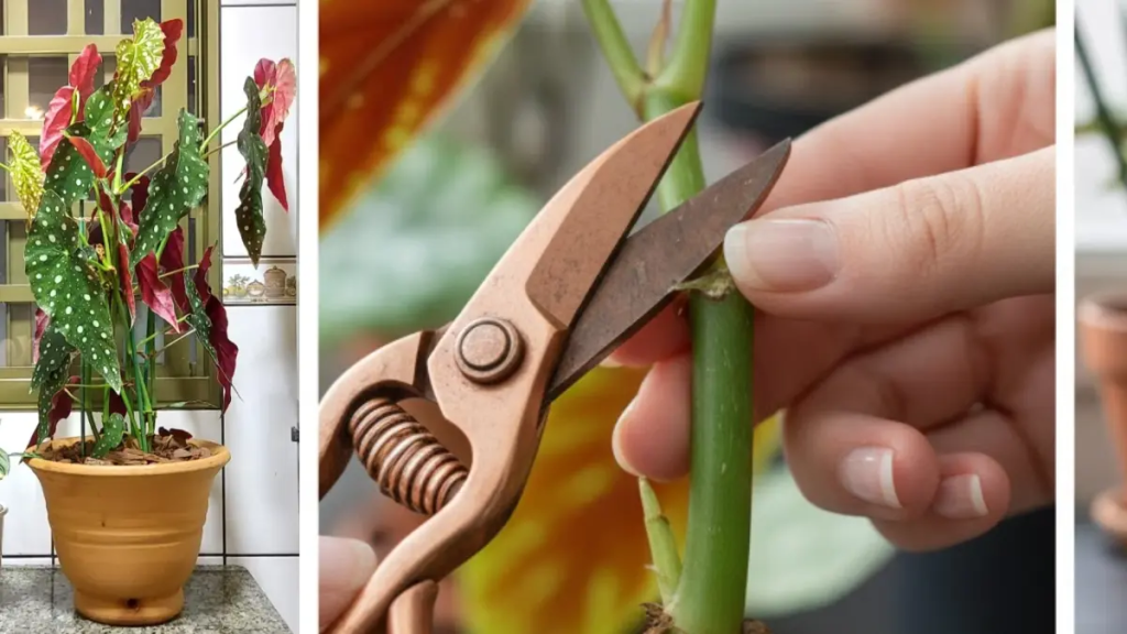 Colagem mostrando o corte de uma estaca de Begônia Maculata com tesoura e a propagação da muda em um vidro com água.