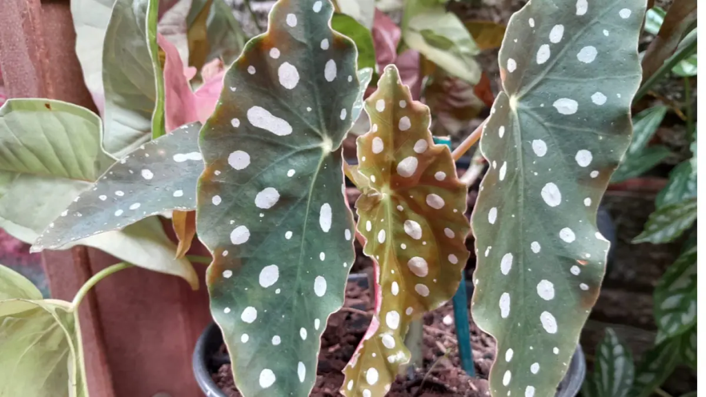 Close-up de folha de Begônia Maculata mostrando manchas prateadas e textura verde-oliva.