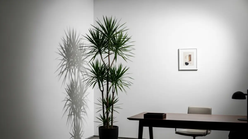 Dracena Arborea alta posicionada em um canto estratégico de um escritório moderno.