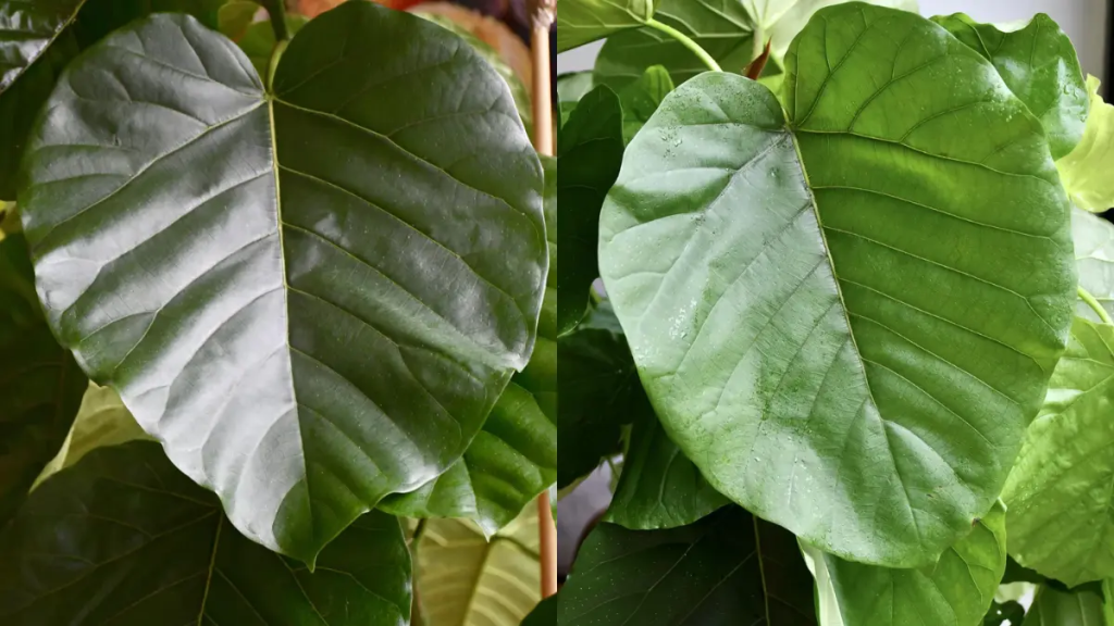 Close-up detalhado de uma folha verde de Ficus Umbellata destacando seu formato de coração e nervuras delicadas.