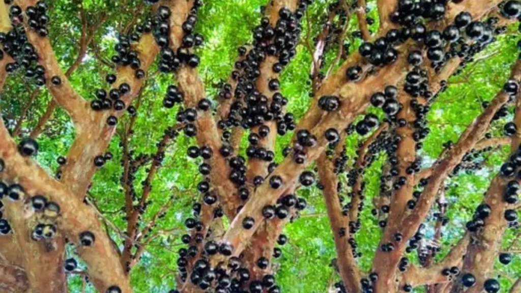 Close-up macro de jabuticabas roxas e brilhantes crescendo diretamente no tronco de uma jabuticabeira híbrida, com gotas de água e luz solar.