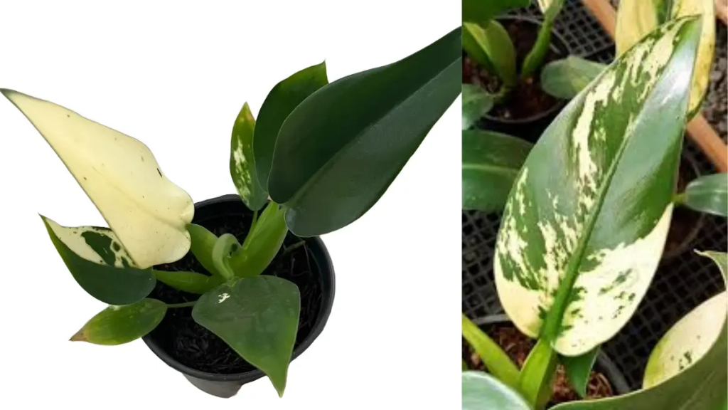 Planta Pacová com folhas variegadas brilhantes em vaso preto.