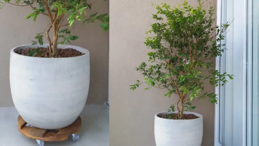 Jabuticabeira de porte médio cultivada em um grande vaso de cimento branco sobre suporte com rodinhas em uma varanda iluminada.
