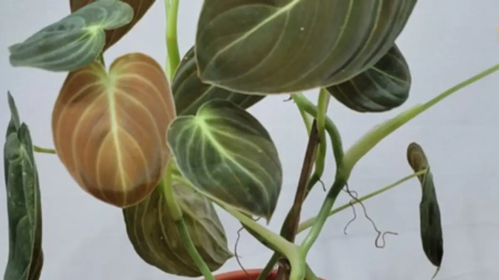 Philodendron Melanochrysum close up da folha.