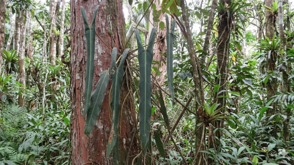 Fotografia fotorrealista de um Philodendron spiritus-sancti nativo crescendo em um tronco de árvore avermelhado na densa floresta da Mata Atlântica, no Espírito Santo. As folhas icônicas, longas e com formato de V, pendem entre cipós e raízes aéreas.