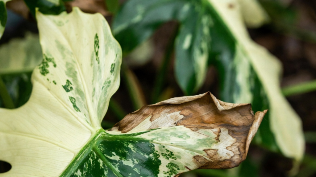 Folha de Philodendron com bordas marrons e secas indicando baixa umidade.