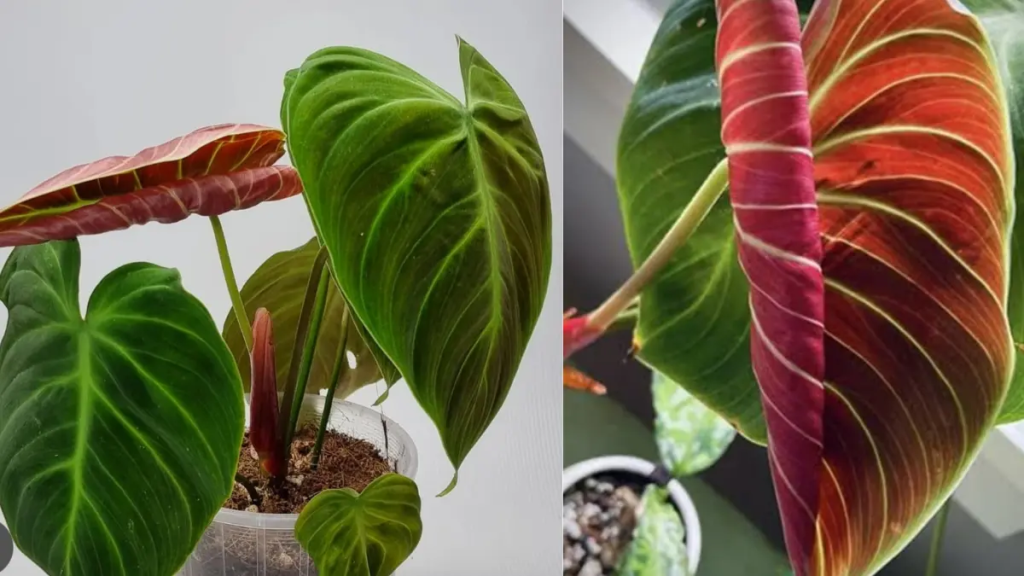 Philodendron 'El Choco Red com folhagem nutrida e aparencia saudavel.
