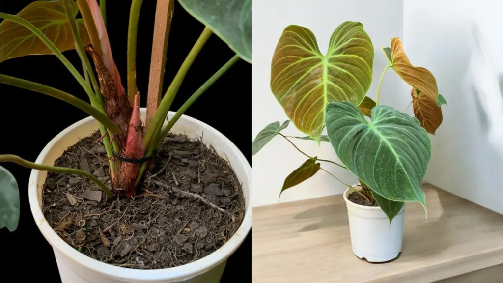 Vaso do Philodendron 'El Choco Red com substrato em destaque.