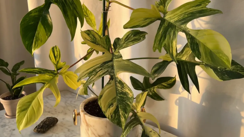 Philodendron Florida Beauty bem hidratado demonstrando equilibrio de rega.