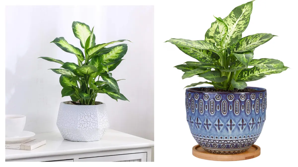 Vasos de cerâmica  branca e azulbranca elegante com plantas ornamentais  em ambiente interno moderno.