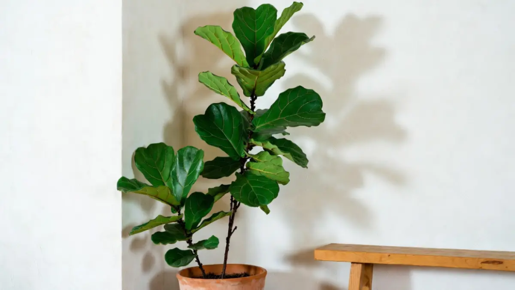 Planta Ficus Lyrata em vaso de terracota em um canto ensolarado com banco de madeira.