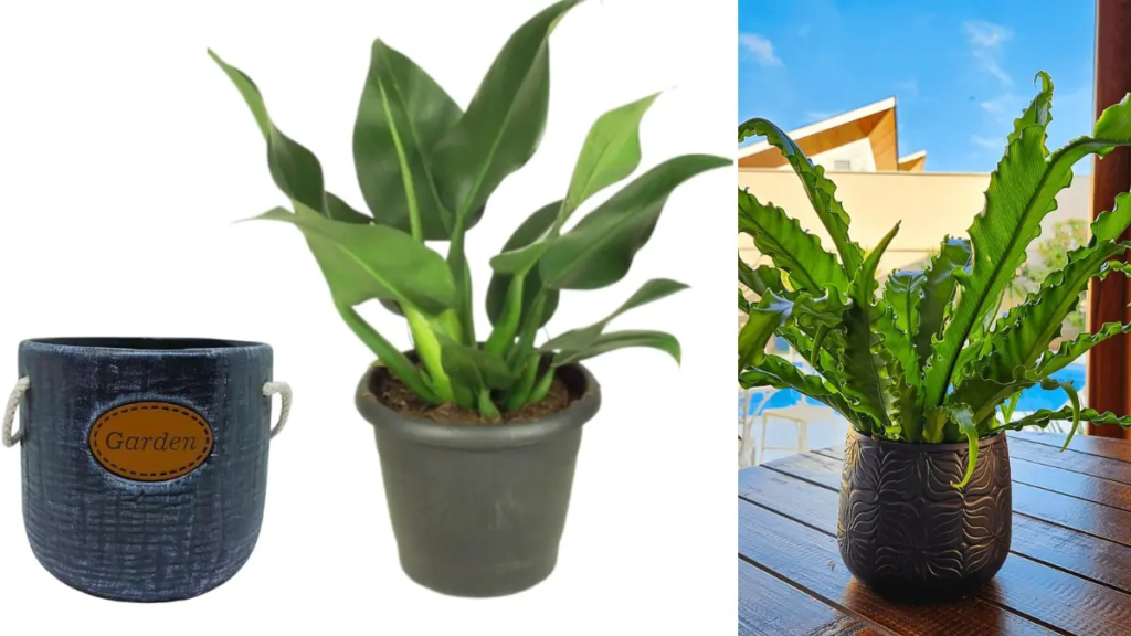 Close-Up deVaso de Cultivo vs. Cachepô. Decorativo