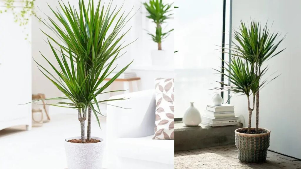 Detalhe de uma planta de destaque com folhas extensas em um canto iluminado da sala.