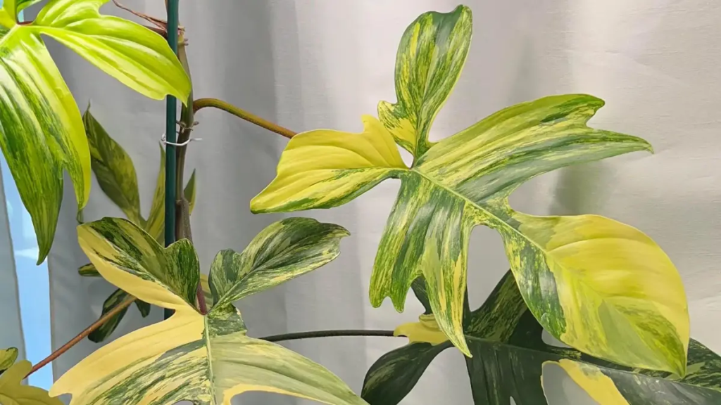 Close-up de folha recortada de Philodendron Florida Beauty com variegação creme.