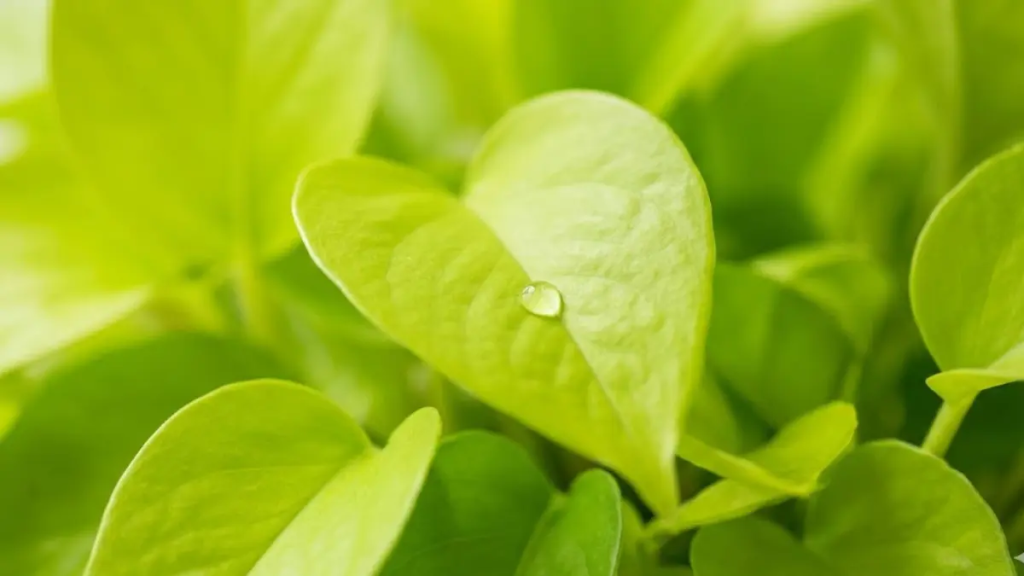 Close-up das folhas em formato de coração da planta Filodendro Neon destacando a cor verde-amarelada.