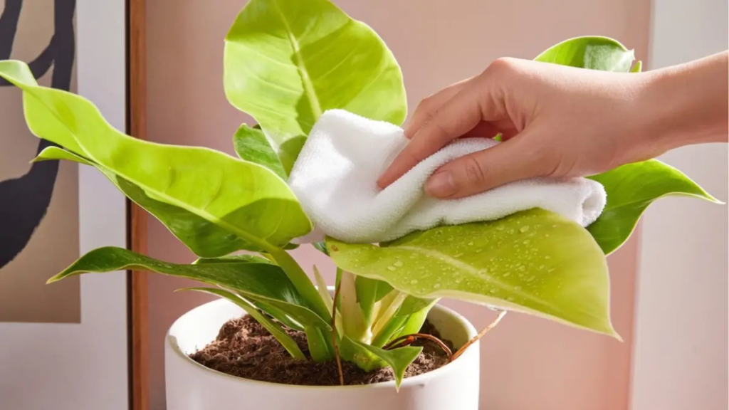 Mão limpando folha de planta ornamental com pano úmido para manter o brilho.