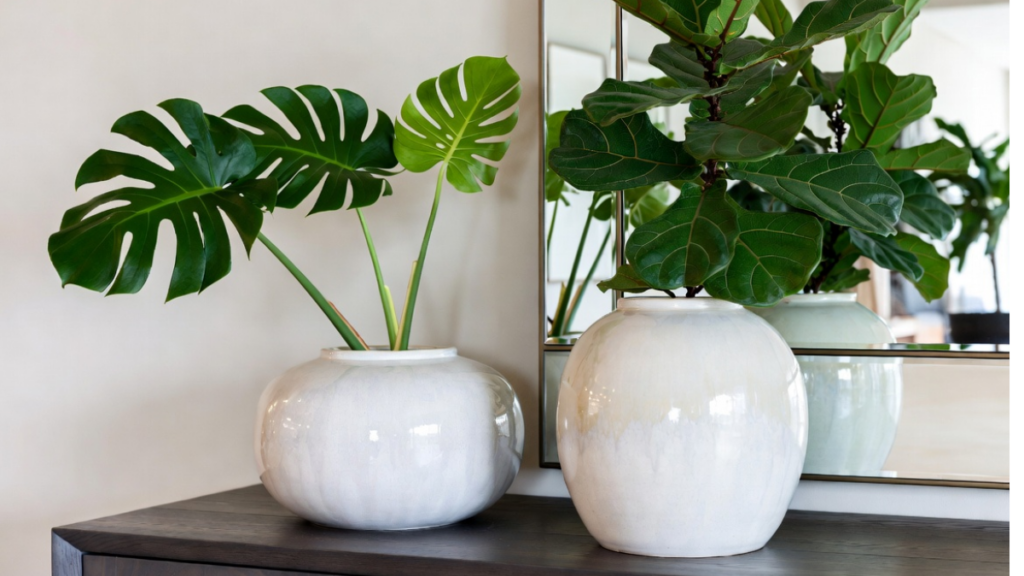 Vasos de cerâmica vidrada branca elegante com plantas ornamentais de folhas grandes em ambiente interno moderno