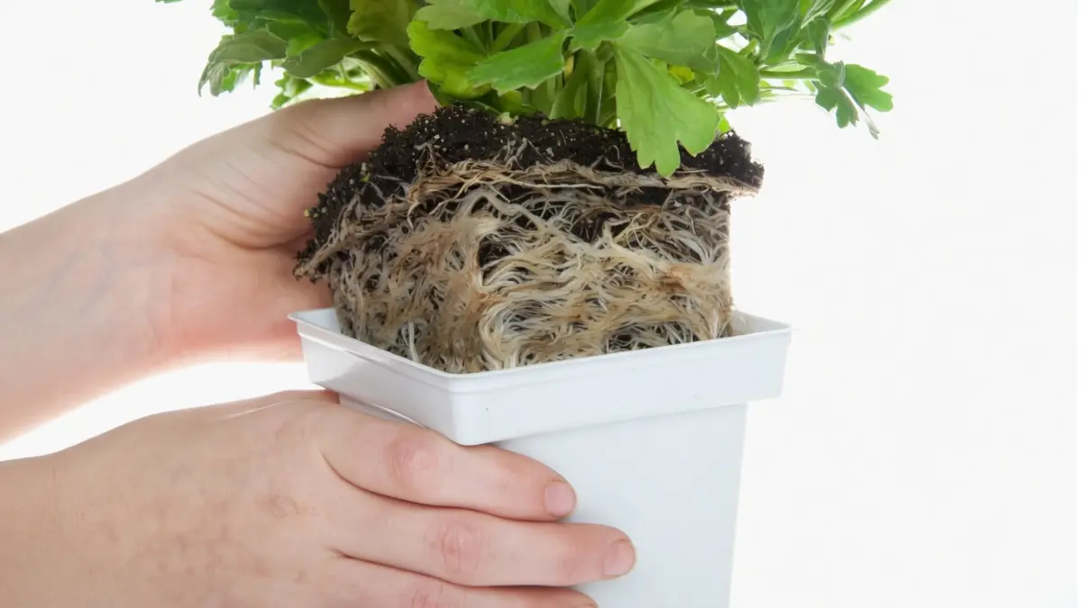 Close-up de raízes de planta crescendo em círculos, indicando falta de espaço.