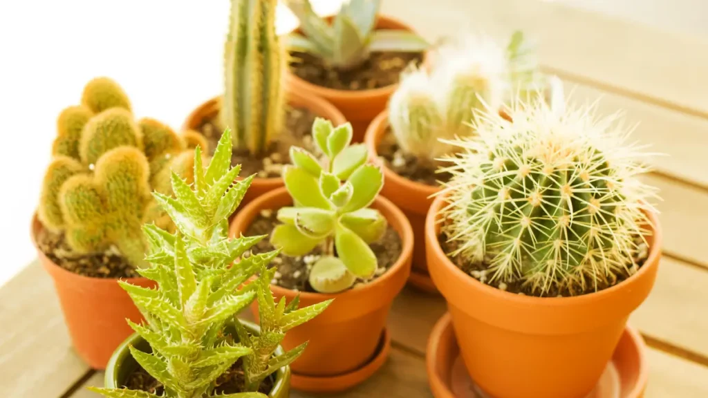 Vasos terracota agrupados em cima de uma mesa de madeira enfatizando plantas saudaveis.