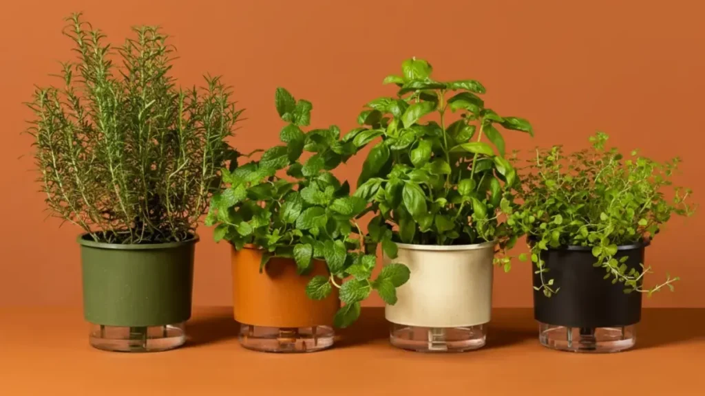 Vasos autoirrigaveis coloraridos da marca Raíz plantados ervas.